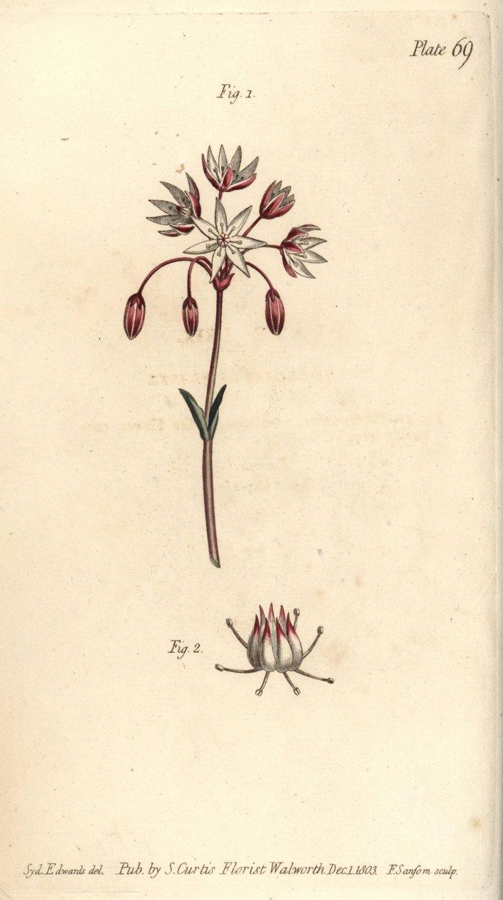Hermafrodittblomst med syv pistilla, Heptagynia, Septas capensis. Håndfarget kobberstikk av F. Sansom av en botanisk illustrasjon av Sydenham Edwards for William Curtis' Lectures on Botany, som ble levert i Botanic Garden at Lambeth av Sydenham Teast Edwards