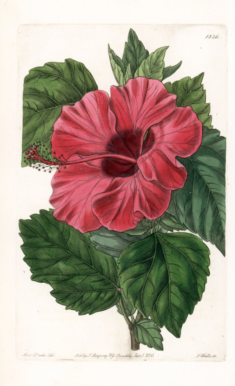 Hibiskusrose fra Kina - Gravert av S.Watts, fra en illustrasjon av Sarah Anne Drake (1803-1857), fra Botanical Register of Sydenham Edwards (1768-1819), England av Sydenham Teast Edwards