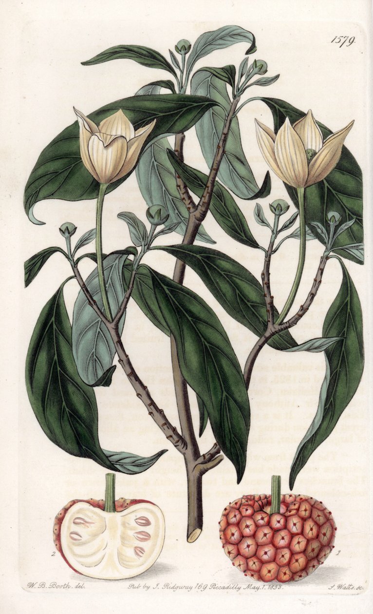 Himalayan Dogwood - Gravert tavle av S.Watts, fra en illustrasjon av Sarah Anne Drake (1803-1857), fra Botanical Register of Sydenham Edwards (1768-1819), England av Sydenham Teast Edwards