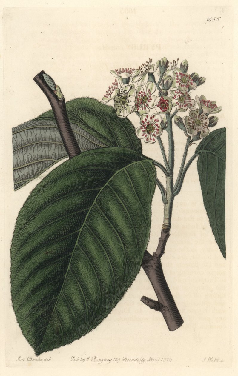 Himalaya fjellaske - S. Watts Strong Water fra en illustrasjon av Sarah Anne Drake (1803-1857), fra Botanical Register av Sydenham Teast Edwards