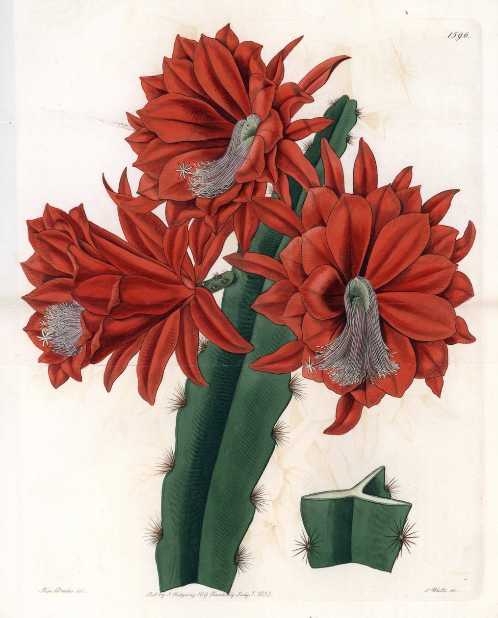 Hybrid Disocactus (cactus orchidee) - Plate gravert av S.Watts, fra en illustrasjon av Sarah Anne Drake (1803-1857), fra Botanical Register of Sydenham Edwards (1768-1819), England av Sydenham Teast Edwards