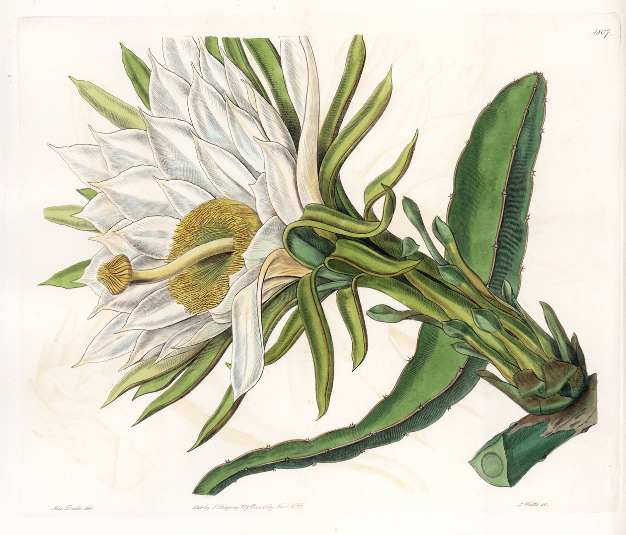 Hylocereus-blomst, variant av epifytiske kaktus - Plate gravert av S.Watts, fra en illustrasjon av Sarah Anne Drake (1803-1857), fra Botanical Register of Sydenham Edwards (1768-1819), England av Sydenham Teast Edwards