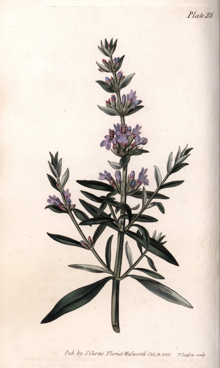 Isop eller offisiell isop. Farget kobberstikk, illustrasjon av Sydenham Edwards (1768-1819) for Conferences of Botanical, Botanical Garden of Lambeth (England) av Sydenham Teast Edwards