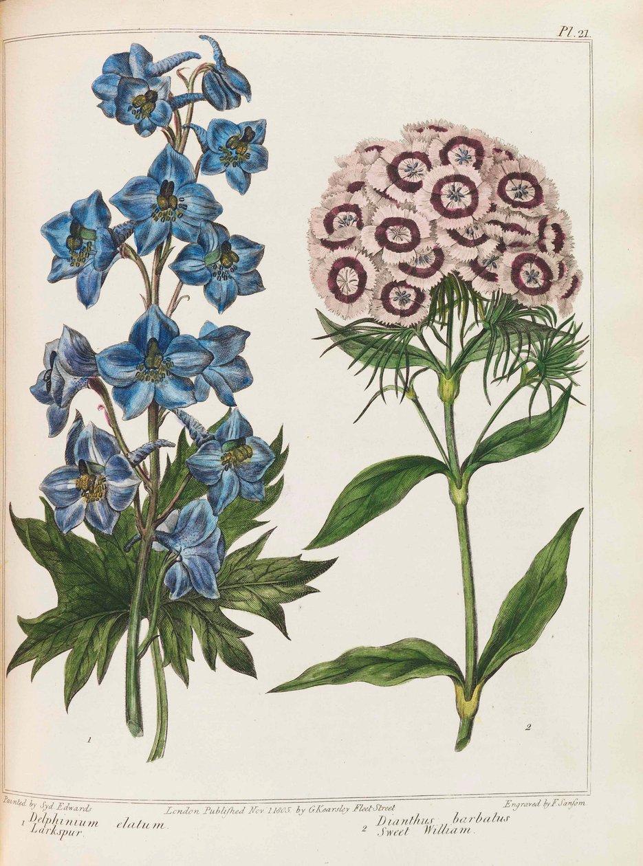 Illustrasjon fra Praktisk hagearbeid av Alexander McDonald, 1807. av Sydenham Teast Edwards