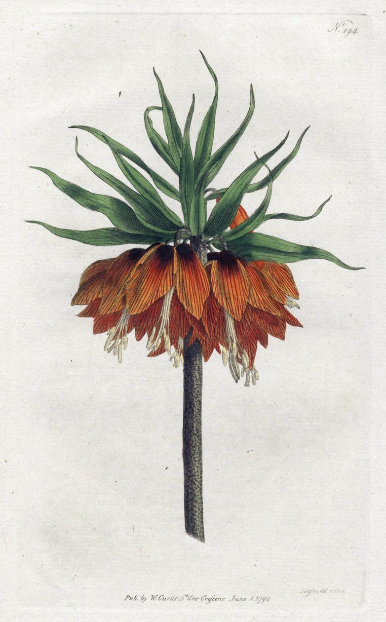 Imperial Fritillary eller Imperial Crown - Litografi av Sydenham Edwards (1768-1819), plate fra William Curtis's Botanical Magazine (1746-1799) av Sydenham Teast Edwards