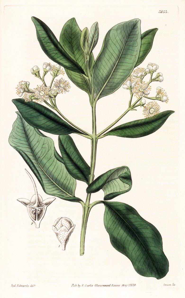 Indian Wood - Bay romtre, Pimenta racemosa (vill nelliktre, Myrcia acris), hjemmehørende i Karibia. Håndfarget kobberstikk av Swan etter en illustrasjon av Sydenham Edwards fra Samuel Curtis 