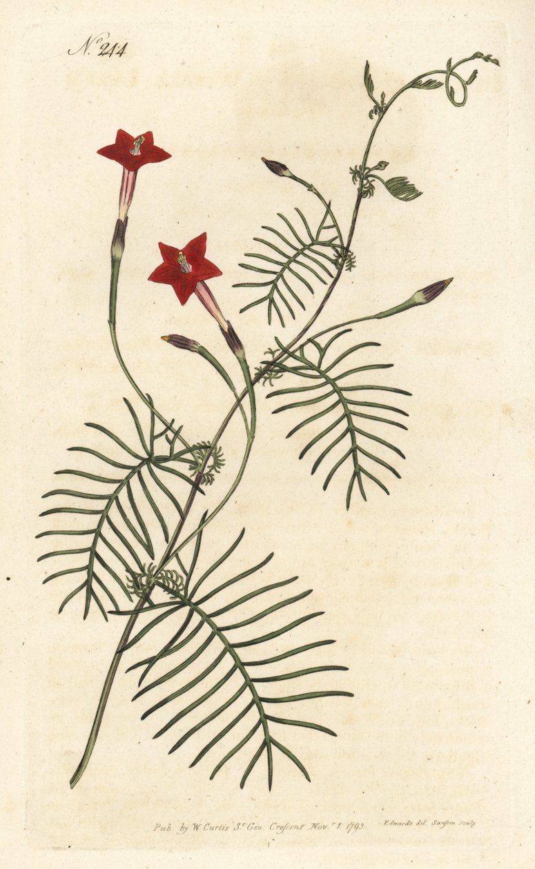 Ipomee quamoclite eller quamoclite pennee eller ipomee et rødt blad - Cypress vintreet eller winged leafd ipomoea, Ipomoea quamoclit. Håndfarget kobberstikk av Sansom etter en illustrasjon av Sydenham Edwards fra William Curtis' Botanical Magazine, Lon av Sydenham Teast Edwards