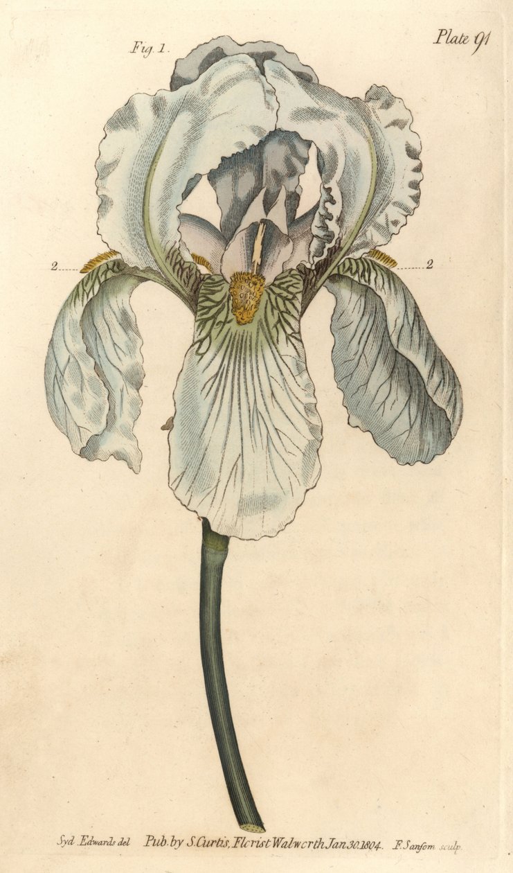 Iris florentina, Iris germanica nothovar. Håndfarget kobberstikk av F. Sansom av en botanisk illustrasjon av Sydenham Edwards for William Curtis' Lectures on Botany, som ble levert i Botanic Garden at Lambeth av Sydenham Teast Edwards