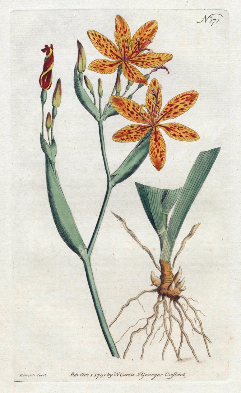 Irisleopard eller tigerlilje (Iris Domestica) - Litografi av Sydenham Edwards (1768-1819), fra Botanical Magazine av William Curtis (1746-1799) av Sydenham Teast Edwards