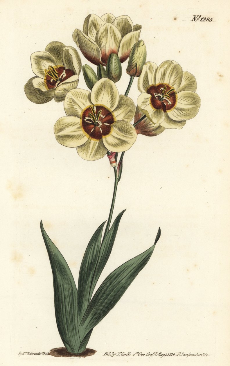 Ixia abbreviata (Fløtefarget flekket ixia, Ixia maculata v. ochroleuca). Håndfarget kobberstikk av F. Sansom Jr. etter en illustrasjon av Sydenham Edwards fra William Curtis' Botanical Magazine, T. Curtis, London av Sydenham Teast Edwards