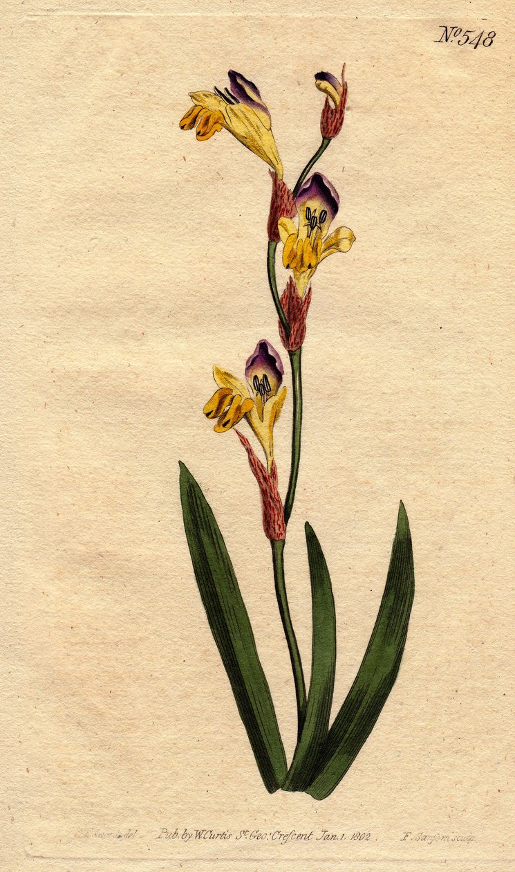 Ixia har ringente corolla av gul lilla og brune farger. Ringent ixia med gule, lilla og brune blomster. Ixia bicolor. Håndfarget kobberstikk fra en botanisk illustrasjon av Sydenham Edwards fra William Curtis sitt "" Botanical Magazine"" av Sydenham Teast Edwards