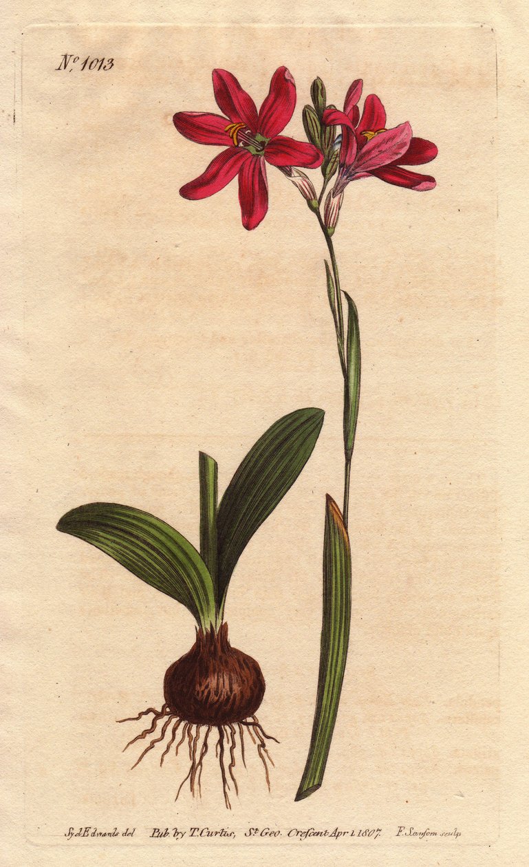 Ixia rosa. av den sørafrikanske liljefamilien, beskrevet med løk og blader. Rose farget ixia, en vakker rosa blomst fra liljefamilien fra Sør-Afrika, vist med løk og blader til venstre. Ixia latifolia (Ixia capillaris). Håndfarget kobberplate no av Sydenham Teast Edwards