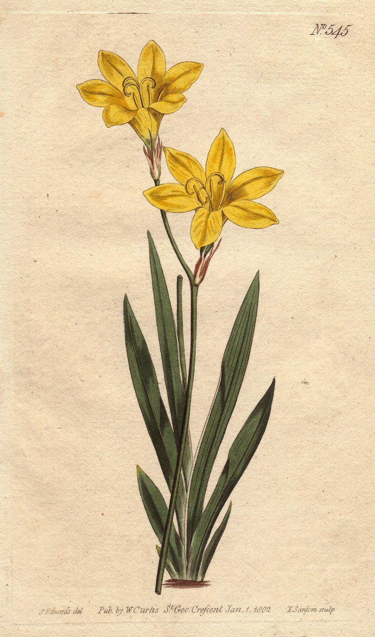 Ixia svovelfarge, med lyse sitrongule blomster. Svovelfarget ixia med lyse sitrongule blomster. Ixia bulbifera. Håndfarget kobberstikk fra en botanisk illustrasjon av Sydenham Edwards fra William Curtis sitt "" Botanical Magazine"" 17 av Sydenham Teast Edwards
