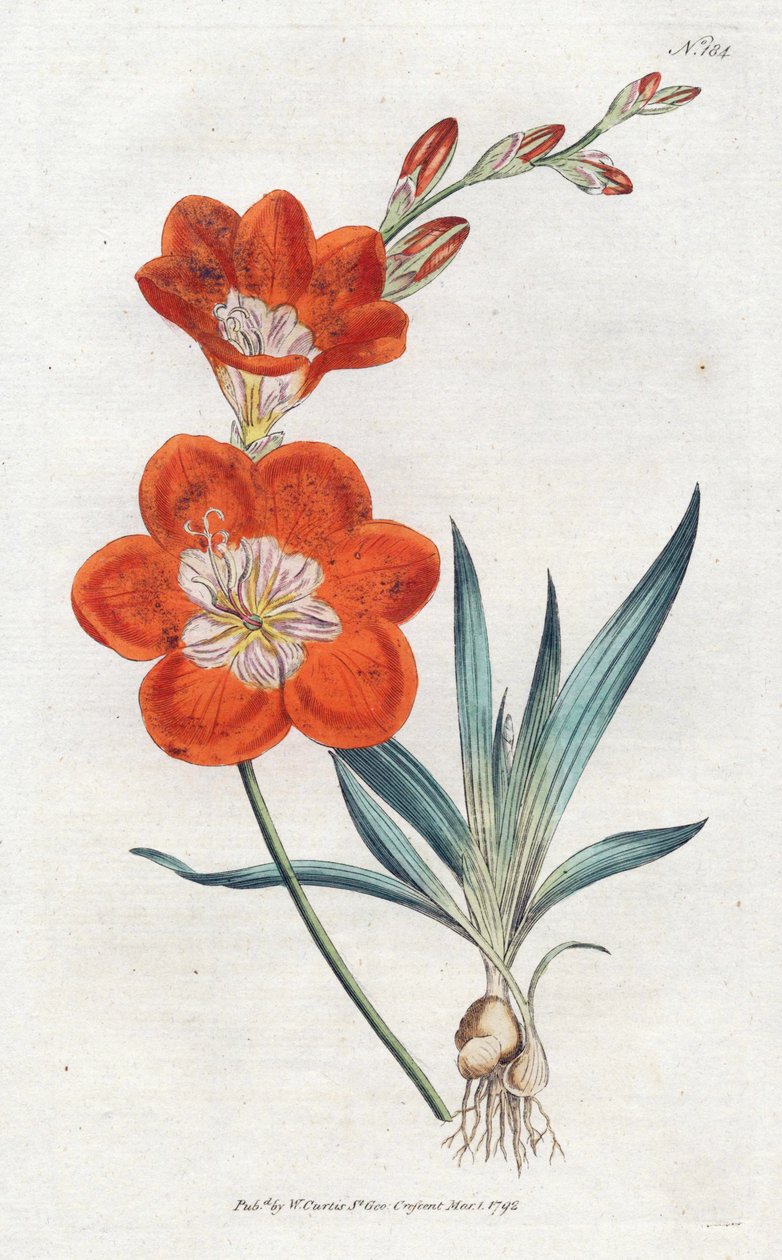 Ixie orangee - Litografi av Sydenham Edwards (1768-1819), tallerken fra William Curtis