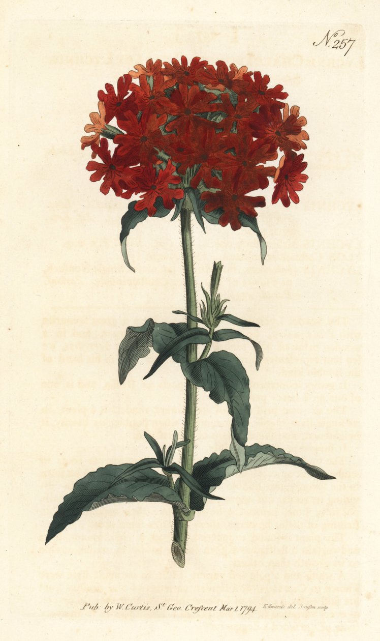 Jerusalem Cross - Brennende kjærlighet, Silene chalcedonica (Scarlet lychnis, Lychnis chalcedonica). Håndfarget kobberstikk av Sansom etter en illustrasjon av Sydenham Edwards fra William Curtis' Botanical Magazine, London av Sydenham Teast Edwards