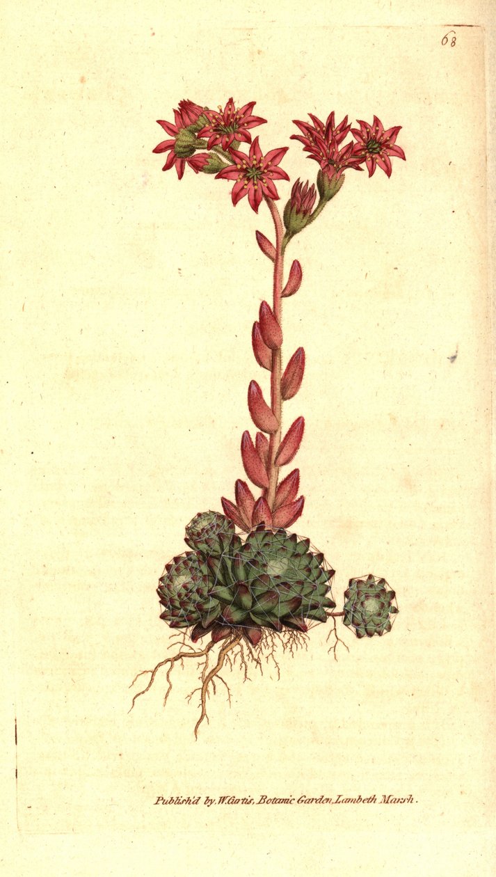 Joubarb a web d'araignee - Cobweb houseleek, Sempervivum arachnoideum. Håndfarget kobberstikk etter en botanisk illustrasjon fra William Curtis' The Botanical Magazine, Lambeth Marsh, London av Sydenham Teast Edwards