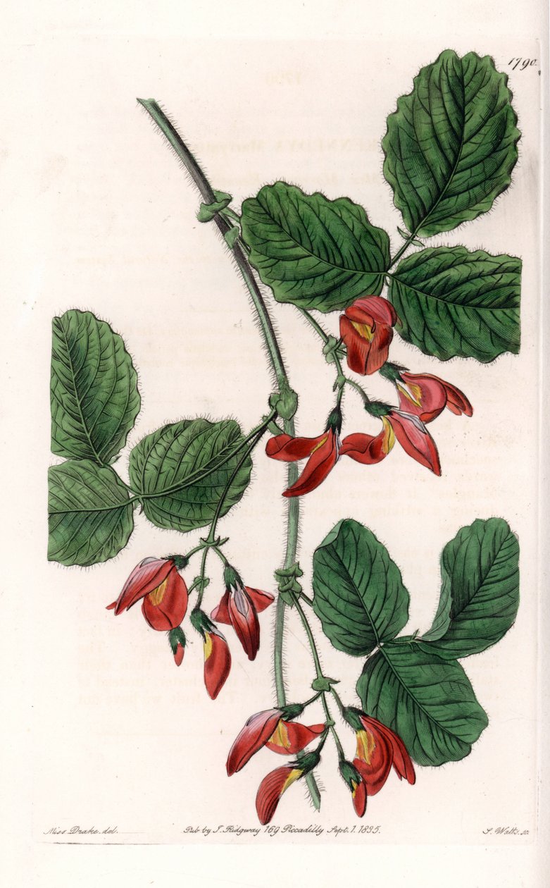 Kennedia macrophylla, plante hjemmehørende i Australia, sjeldne truede arter - Plate gravert av S. Watts, fra en illustrasjon av Sarah Anne Drake (1803-1857), fra Botanical Register of Sydenham Edwards (1768-1819), England av Sydenham Teast Edwards