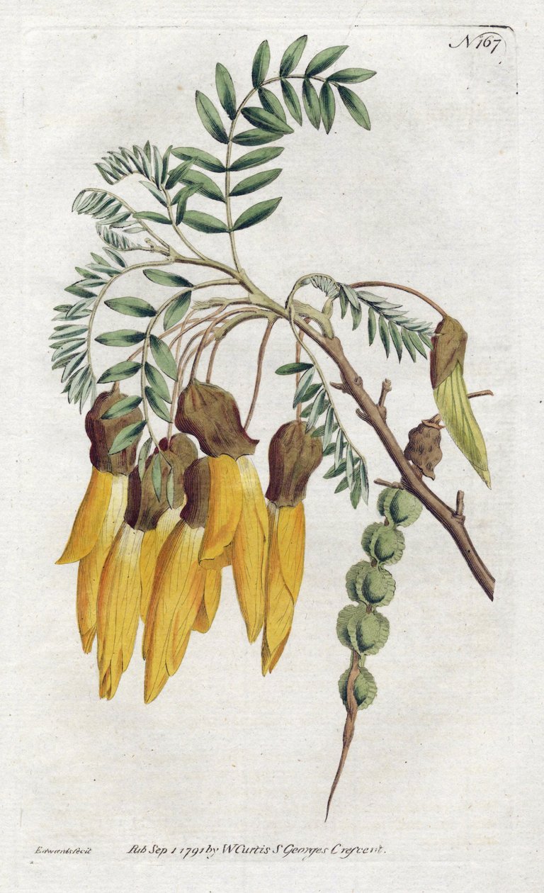 Kowhai, utvalg av sophora fra New Zealand - Litografi av Sydenham Edwards (1768-1819), fra Botanical Magazine of William Curtis (1746-1799) av Sydenham Teast Edwards