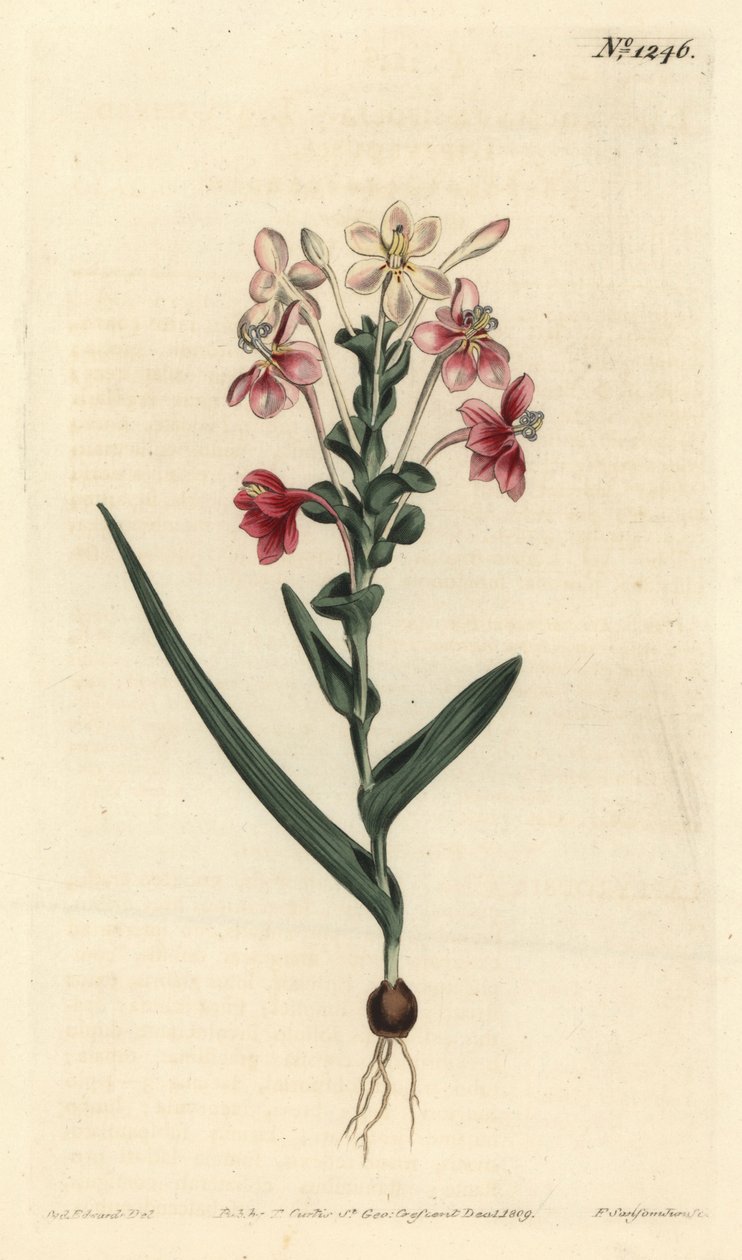 Lapeirousia pyramidalis (Løvpigget lapeyrousia, Lapeyrousia fissifolia). Håndfarget kobberstikk av F. Sansom Jr. etter en illustrasjon av Sydenham Edwards fra William Curtis' Botanical Magazine, T. Curtis, London av Sydenham Teast Edwards