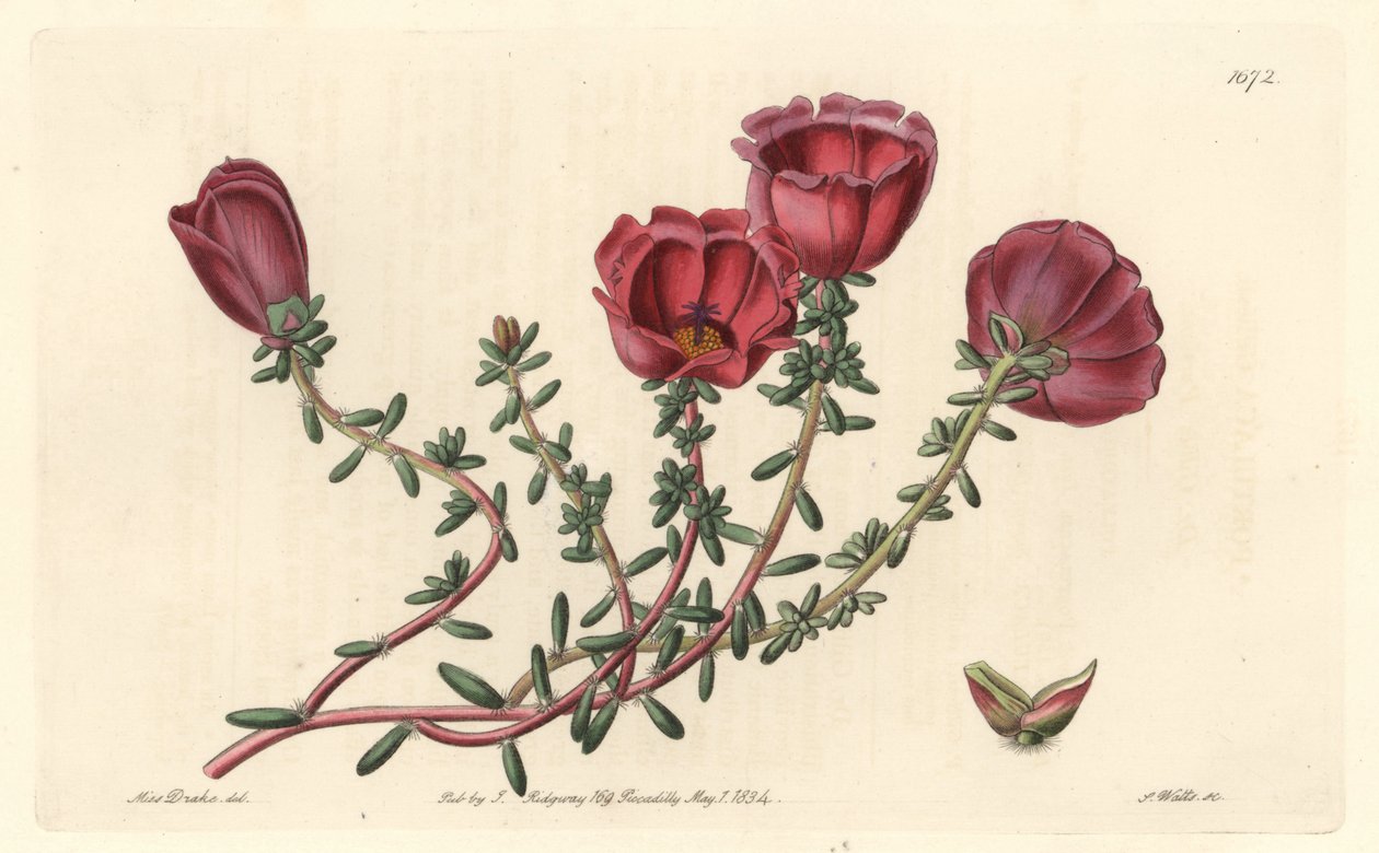 Storblomstret portulak eller elleve-timers ridder, hjemmehørende i Chile - S. Watts sterkt vann fra en illustrasjon av Sarah Anne Drake (1803-1857), fra Botanical Register av Sydenham Teast Edwards