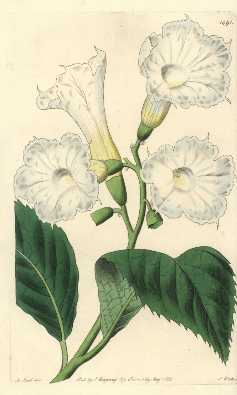 Storblomst cordia - storblomstret cordia, Cordia grandiflora. Håndfarget kobberstikk av S. Watts etter en illustrasjon av M. Hart fra Sydenham Edwards' Botanical Register, Ridgeway, London av Sydenham Teast Edwards