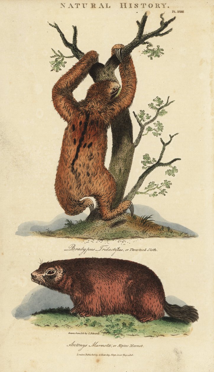 Lazy tridactyl eller ai og murmeldyr - Tretået dovendyr, Bradypus tridactylus, og alpin murmeldyr, Marmota marmota (Arctonys marmota). Håndfarget kobberstikk etter Sydenham Edwards fra John Mason Goods Pantologia, a New Encyclopedia, G. Kearsley, L. av Sydenham Teast Edwards