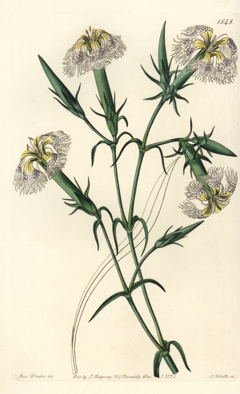 Libanonnellik (art i fare) - Rosa av Libanon, Dianthus libanotis. Utrydningstruede arter. Håndfarget kobberstikk av S. Watts etter en illustrasjon av Miss Sarah Drake fra Sydenham Edwards