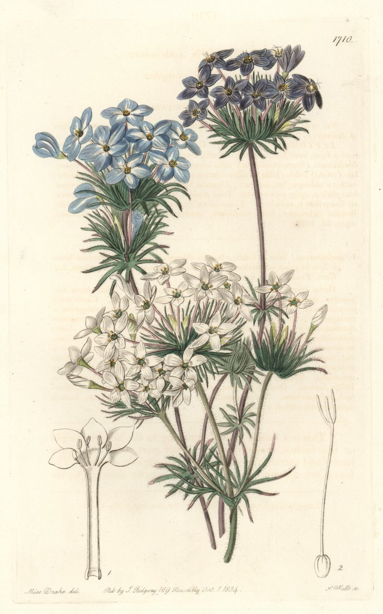 Leptosiphon androsace, hjemmehørende i California - Water av S. Watts fra en illustrasjon av Sarah Anne Drake (1803-1857), fra Botanical Register av Sydenham Teast Edwards