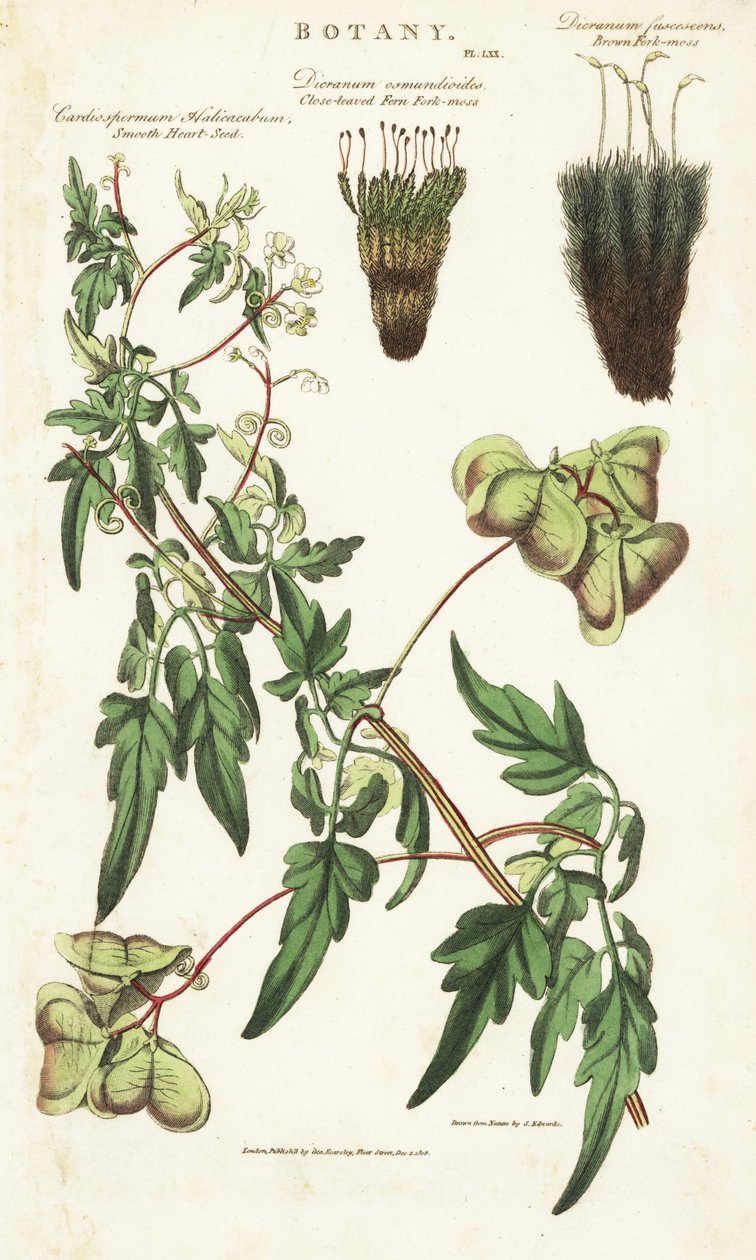 Liane hjertet av India eller peas de coeur et deux variete de mousses - Ballongplante eller glatt hjertefrø, Cardiospermum halicacabum, tettbladet bregnegaffelmose, Dicranum osmundioides og brun gaffelmose, Dicranum fuscescens. Håndfarget kobbergravering av Sydenham Teast Edwards
