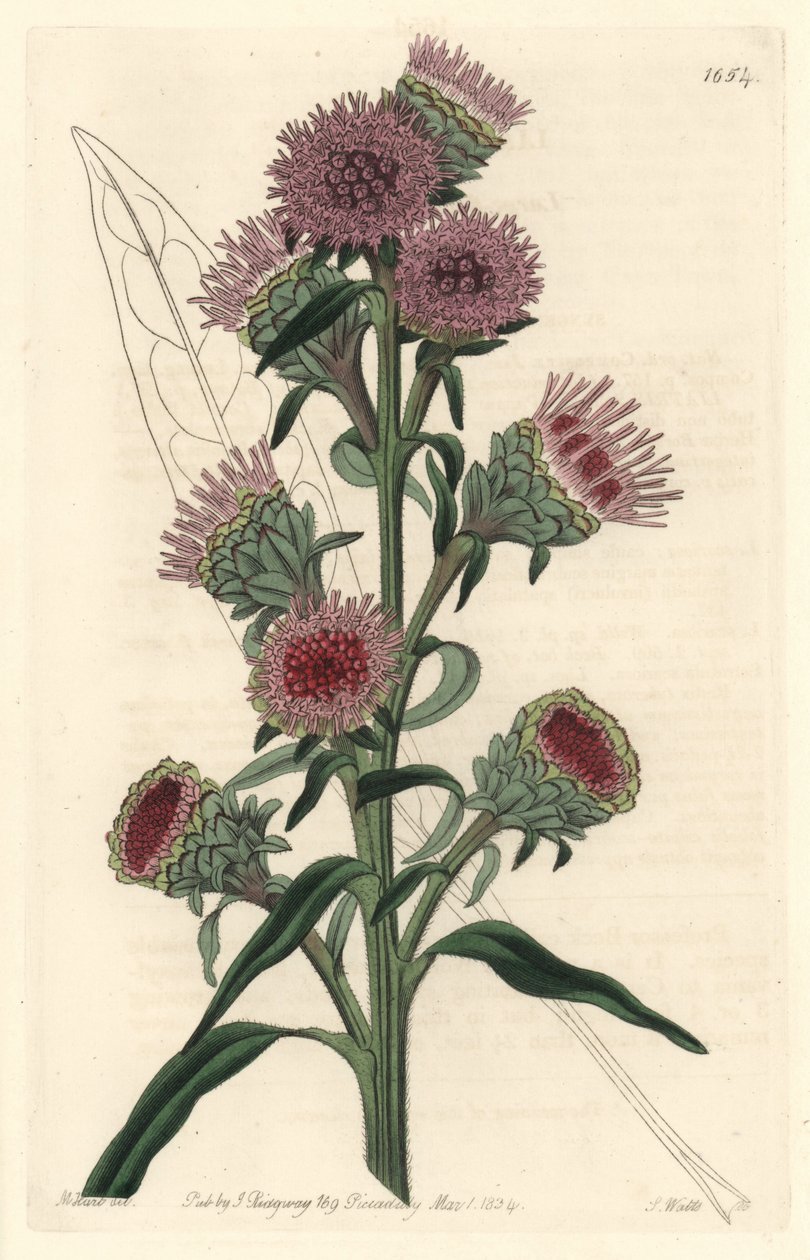 Liatid eller liatris, hjemmehørende i Nord-Amerika - S. Watts sterkt vann fra en illustrasjon av M. Hart, fra Botanical Register av Sydenham Teast Edwards
