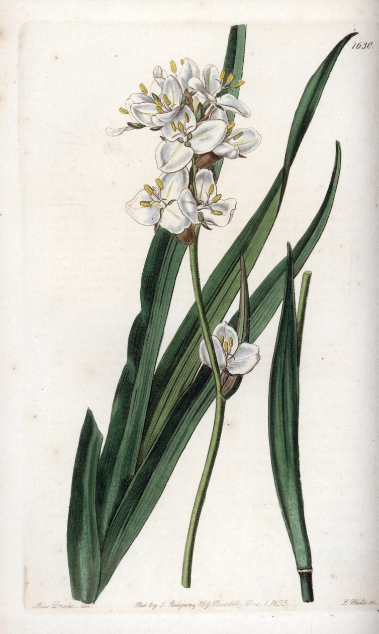 Libertia, endemisk for Chile - Gravert av S.Watts, fra en illustrasjon av Sarah Anne Drake (1803-1857), fra Botanical Register of Sydenham Edwards (1768-1819), England av Sydenham Teast Edwards