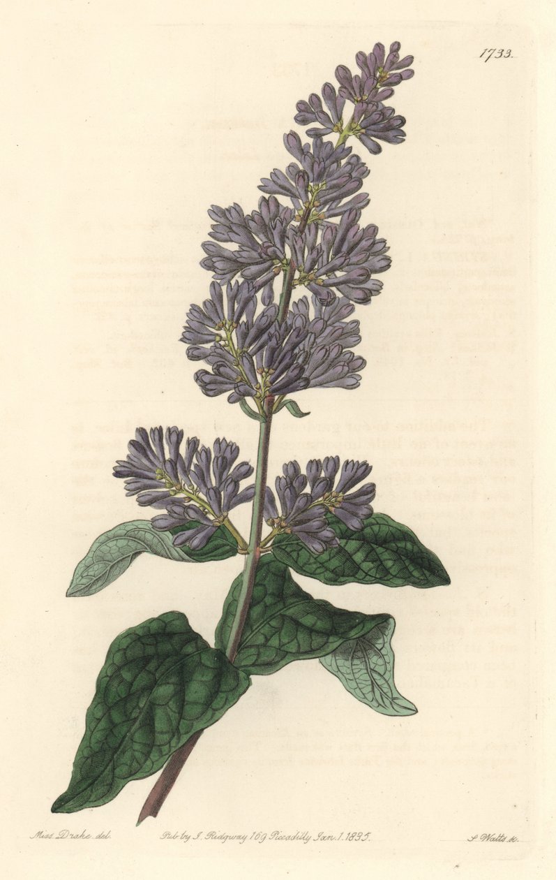 Syrin av Ungarn - Strong water av S. Watts fra en illustrasjon av Sarah Anne Drake (1803-1857), fra Botanical Register av Sydenham Teast Edwards