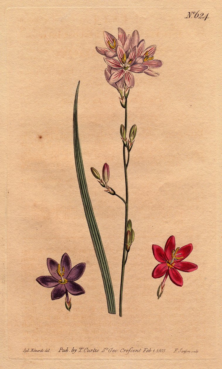 Liljer (liljer) av bles, med eksempler på forskjellige farger: rosa, lilla, ecarlate. Flexuose ixia med eksempler på fargevarianter: rosa, lilla og skarlagen. Ixia flexuosa. Håndfarget kobberstikk fra en botanisk illustrasjon av Sydenham Edw av Sydenham Teast Edwards