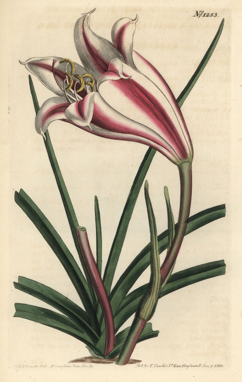 Lily Variete - Cape coast lilje, Crinum ornatum (Amaryllis ornata). Håndfarget kobberstikkgravering av F. Sansom Jr. etter en illustrasjon av Sydenham Edwards fra William Curtis 