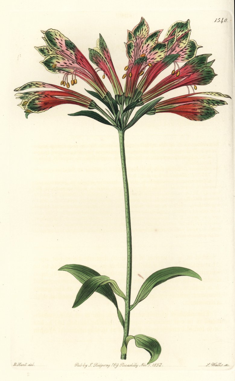 Inkalilje eller Peru (alstroemere eller alstroemerie) - Peruansk lilje, Alstroemeria pulchella (papegøye alstroemeria, Alstroemeria psittacina). Håndfarget kobberstikk av S. Watts etter en illustrasjon av M. Hart fra Sydenham Edwards