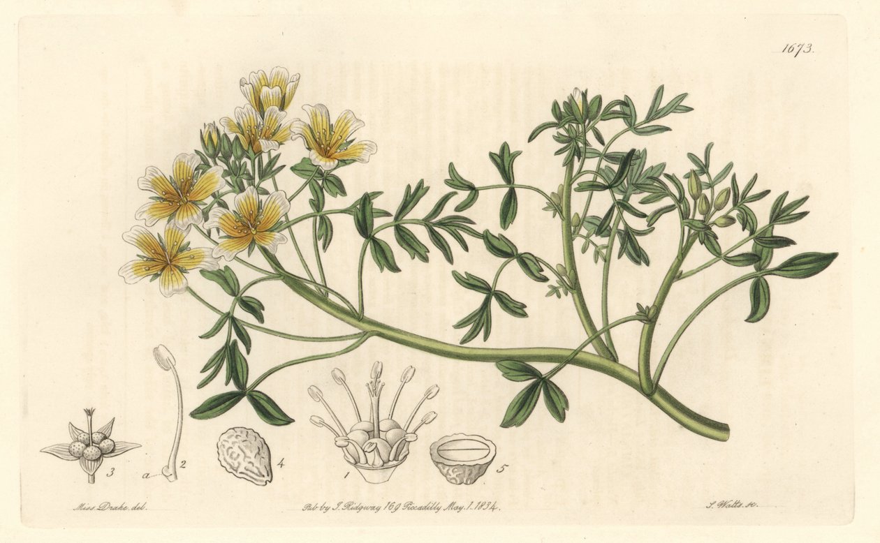 Limnanthe, opprinnelig fra California - S. Watts Strong Water fra en illustrasjon av Sarah Anne Drake (1803-1857), fra Botanical Register av Sydenham Teast Edwards
