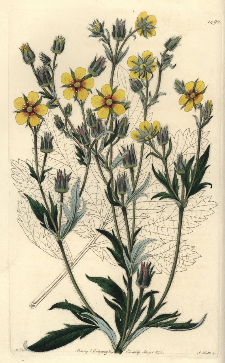 Langbladet cinquefolia variete - Potentilla longifolia (Viscid cinquefoil, Potentilla viscosa). Håndfarget kobberstikk av S. Watts etter en illustrasjon av M. Hart fra Sydenham Edwards' Botanical Register, Ridgeway, London av Sydenham Teast Edwards