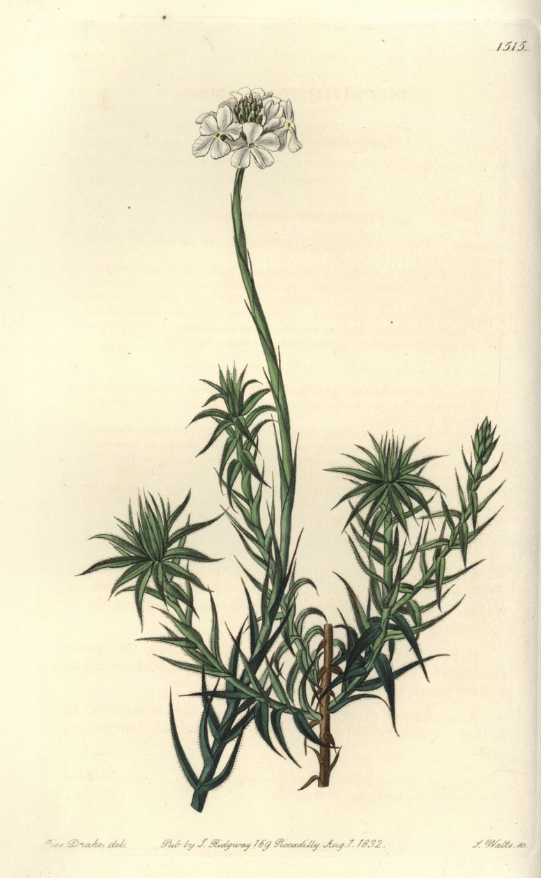 Langbladet sphenotoma, Sphenotoma capitatum. Håndfarget kobberstikk av S. Watts etter en illustrasjon av Miss Sarah Drake fra Sydenham Edwards' Botanical Register, Ridgeway, London av Sydenham Teast Edwards