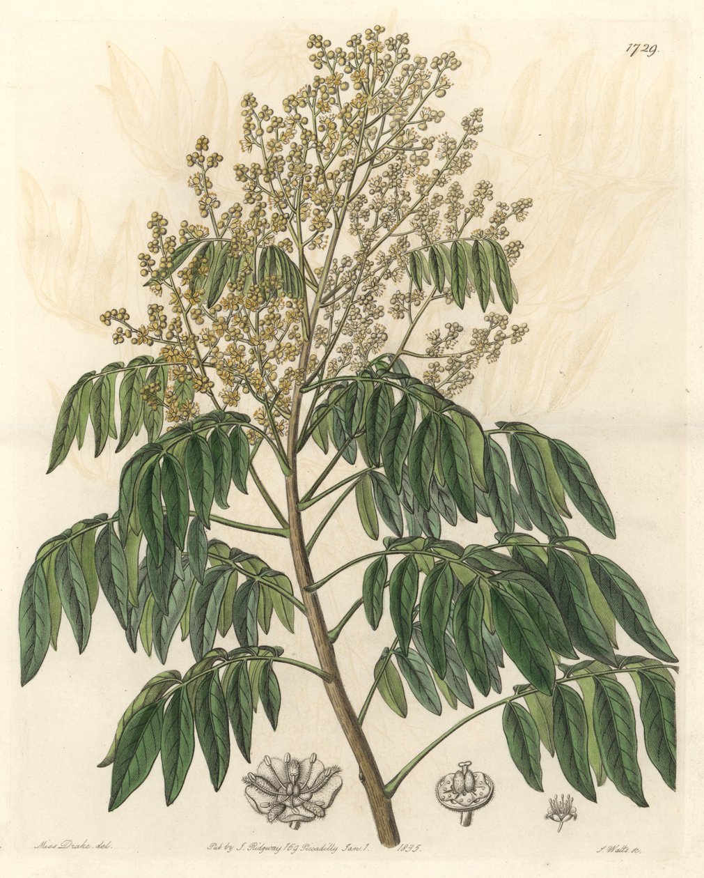 Longanier, opprinnelig fra Kina - S. Watts sterkt vann fra en illustrasjon av Sarah Anne Drake (1803-1857), fra Botanical Register av Sydenham Teast Edwards