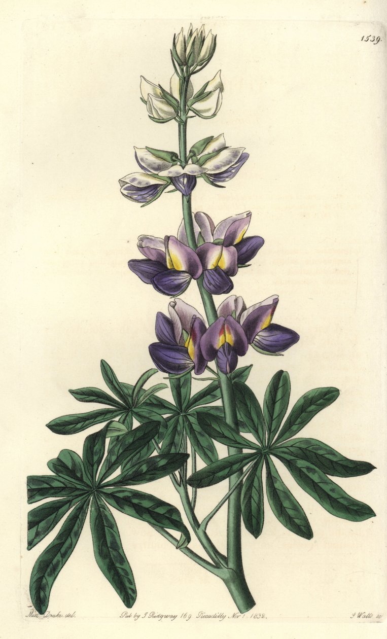 Lupin - Foranderlig lupinus, Lupinus mutabilis. Håndfarget kobberstikk av S. Watts etter en illustrasjon av Miss Sarah Drake fra Sydenham Edwards' Botanical Register, Ridgeway, London av Sydenham Teast Edwards