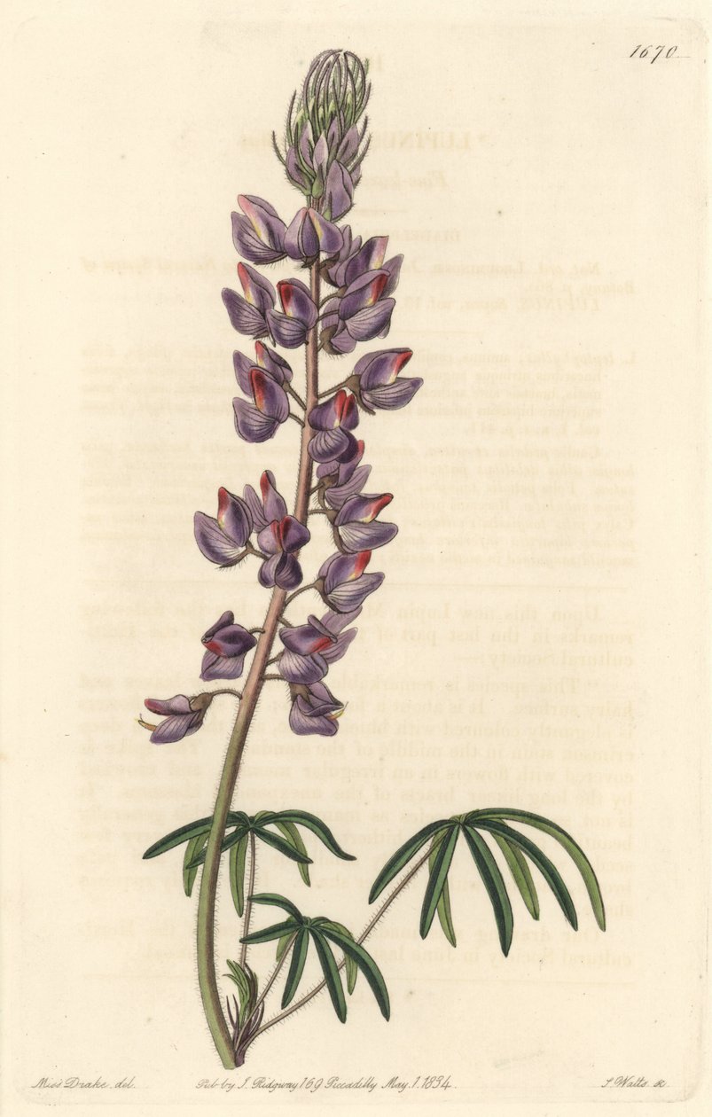 Lupin med smale blader - Strong water av S. Watts fra en illustrasjon av Sarah Anne Drake (1803-1857), fra Botanical Register av Sydenham Teast Edwards