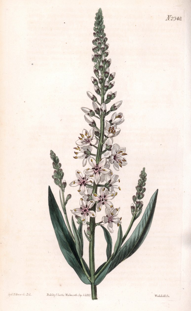 Lysimaque ephemere - Sølv eller pilbladede løsstriper, Lysimachia ephemerum. Håndfarget kobberstikk av Weddell etter en illustrasjon av Sydenham Edwards fra Samuel Curtis