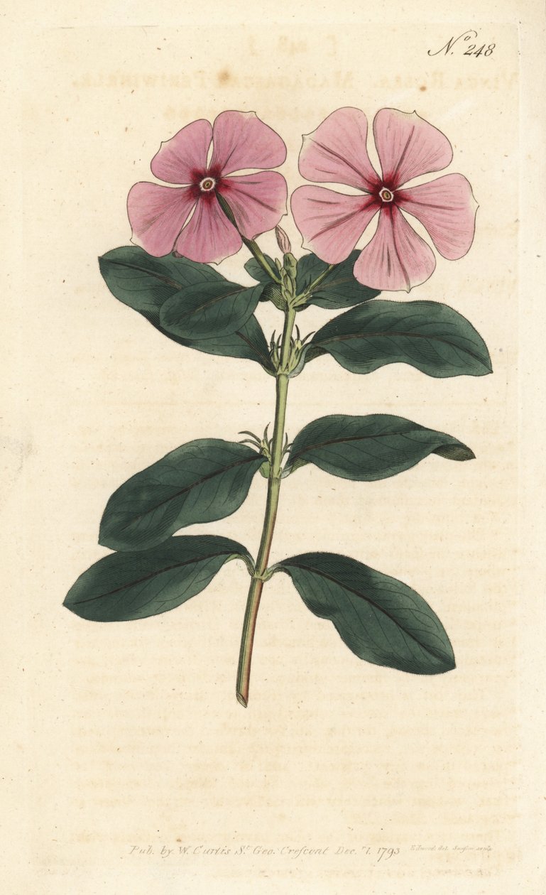 Madagaskar periwinkle - Madagaskar periwinkle, Catharanthus roseus (Vinca rosea). Håndfarget kobberstikk av Sansom etter en illustrasjon av Sydenham Edwards fra William Curtis' Botanical Magazine, London av Sydenham Teast Edwards