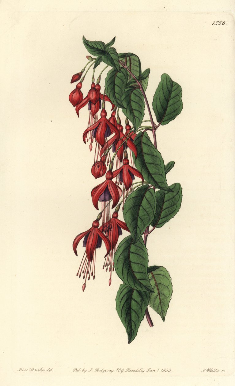 Magellan fuchsia - Hummingbird fuchsia, Fuchsia magellanica (Ballongblomstret fuchsia, Fuchsia globosa). Håndfarget kobberstikk av S. Watts etter en illustrasjon av Miss Sarah Drake fra Sydenham Edwards