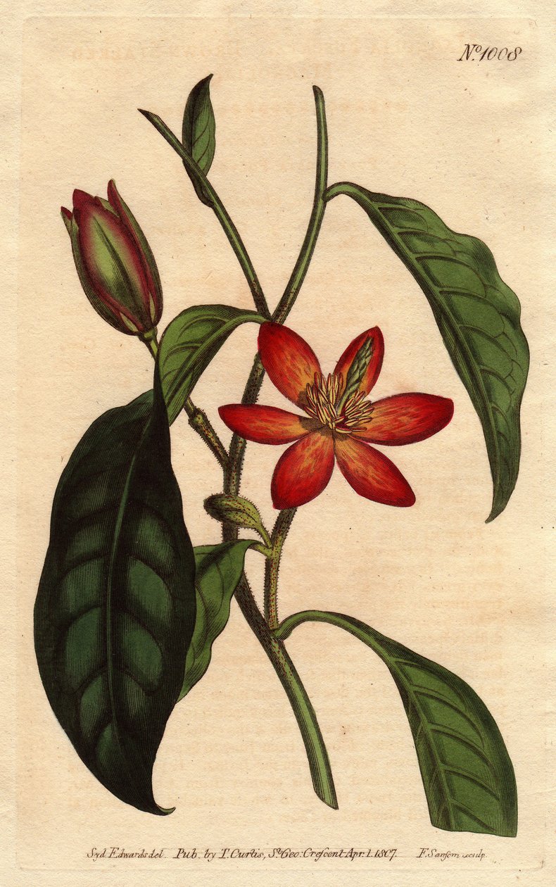 Magnolia har brun stilk, med oransje blomster og ecarlates, hjemmehørende i Kina. Brunstilket magnolia med skarlagenrøde og oransje blomster. Innfødt i Kina. Magnolia fuscata. Håndfarget kobberstikk fra en botanisk illustrasjon av Sydenham Edwards fr av Sydenham Teast Edwards