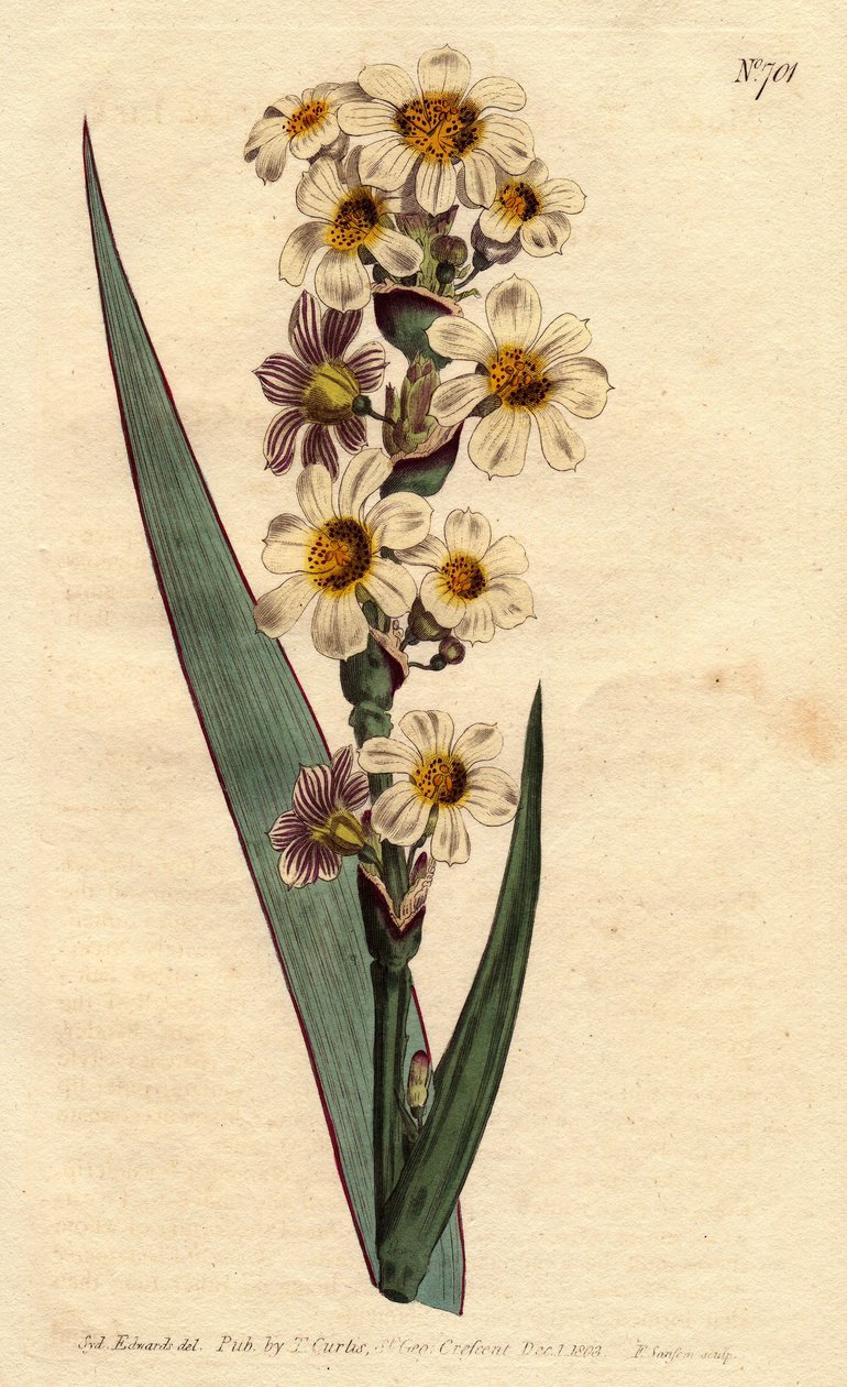 Marica har hvite, gulstripete blomster og lilla linjer. Stripete blomstret marica med hvite, gule og rene stripete blomster. Marica striata. Håndfarget kobberstikk fra en botanisk illustrasjon av Sydenham Edwards fra William Curtis "" B av Sydenham Teast Edwards