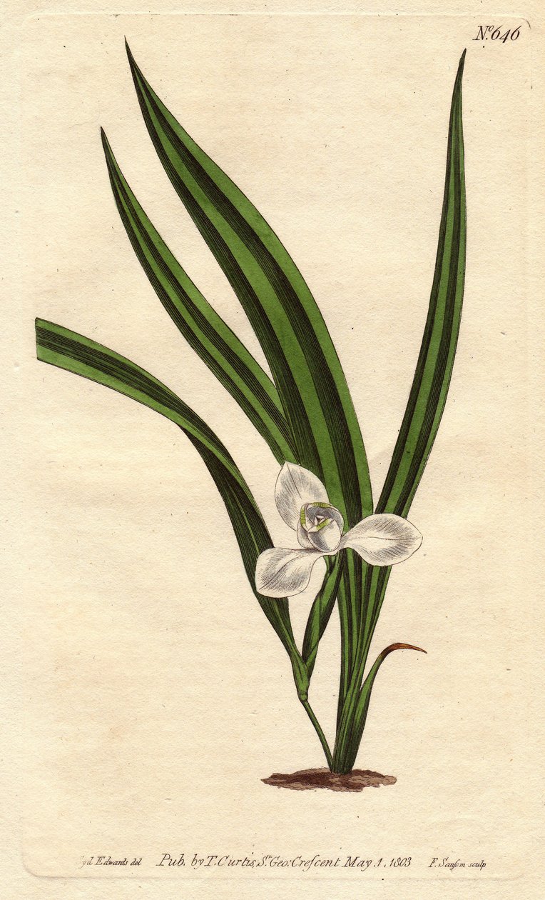 Marica marica med små hvite blomster og smale og stripete blader. Marsh marica med små hvite blomster og smale stripete blader. Marica paludosa. Håndfarget kobberstikk fra en botanisk illustrasjon av Sydenham Edwards fra William Curtis