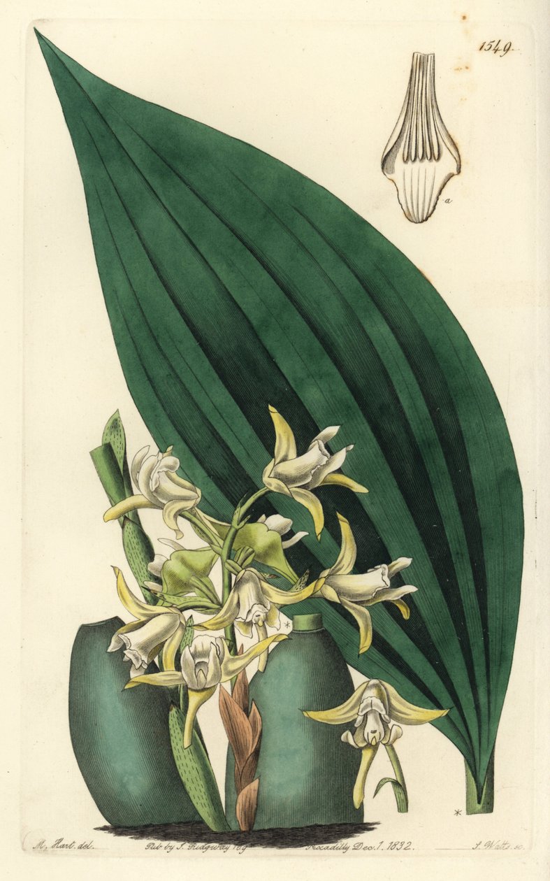 Maxillaria palmifolia orkidé (blekgul maxillaria, Maxillaria decolor). Håndfarget kobberstikk av S. Watts etter en illustrasjon av M. Hart fra Sydenham Edwards