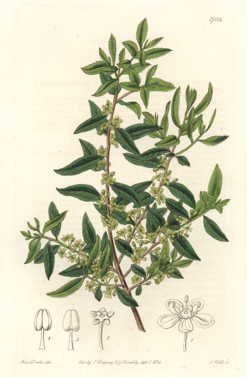 Maytenus boaria (maiten), endemisk til Sentral- og Sør-Amerika - Strong water av S. Watts fra en illustrasjon av Sarah Anne Drake (1803-1857), fra Botanical Register av Sydenham Teast Edwards