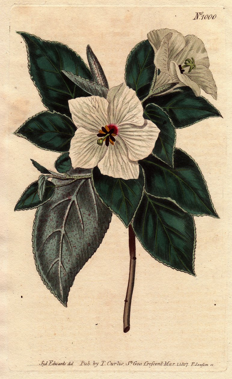 Melhania Saint Helena med hvite blomster.St. Helena Rødt tre med hvite blomster. Melhania erythroxylon. Håndfarget kobberstikk fra en botanisk illustrasjon av Sydenham Edwards fra William Curtis